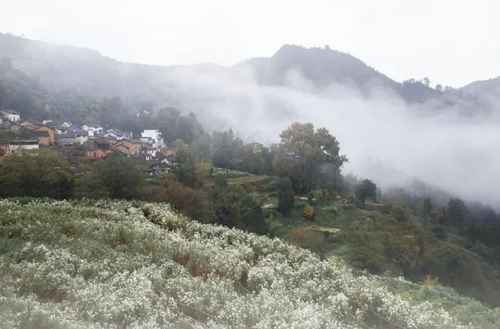 揭秘黃山秋韻，十一月七日最新風(fēng)景圖片欣賞