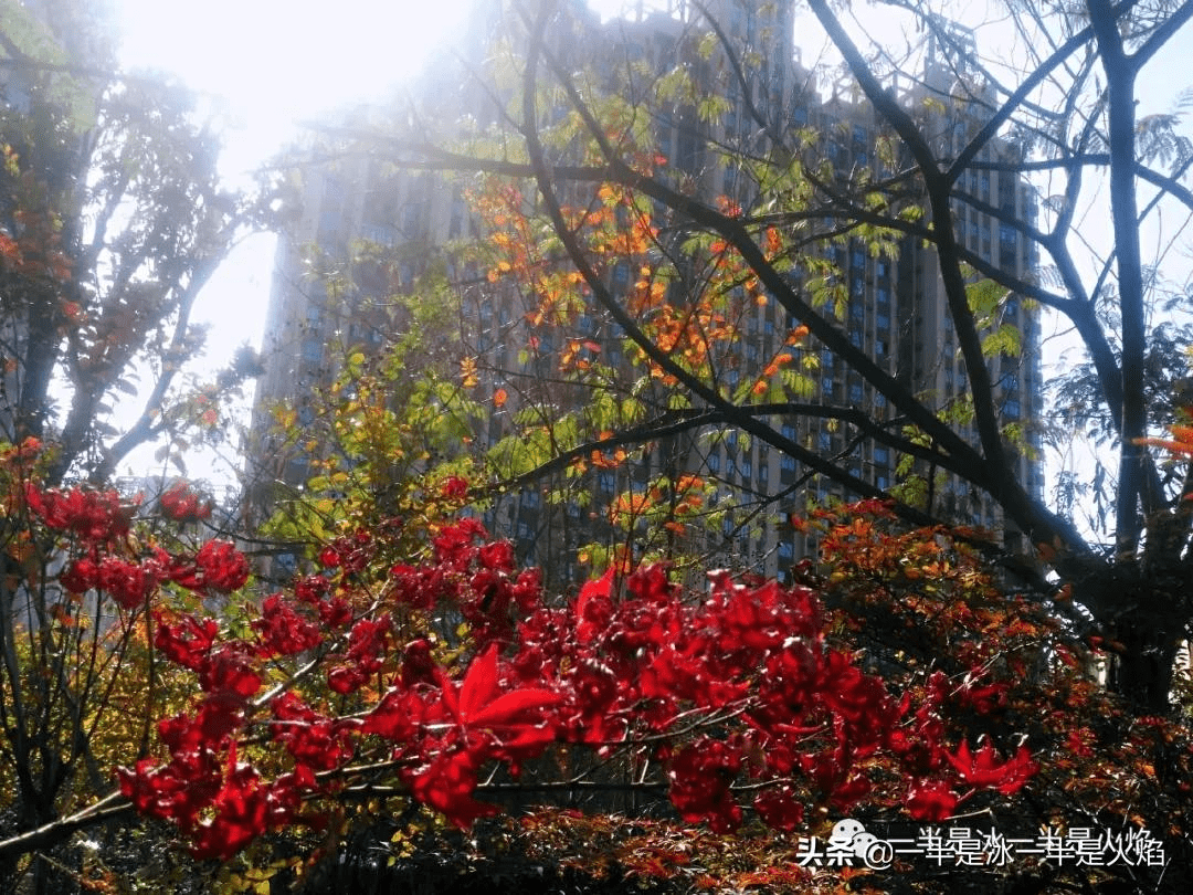 菏澤牡丹區(qū)秋日暖陽下的聚會驚喜，最新新聞與朋友間的溫馨時刻