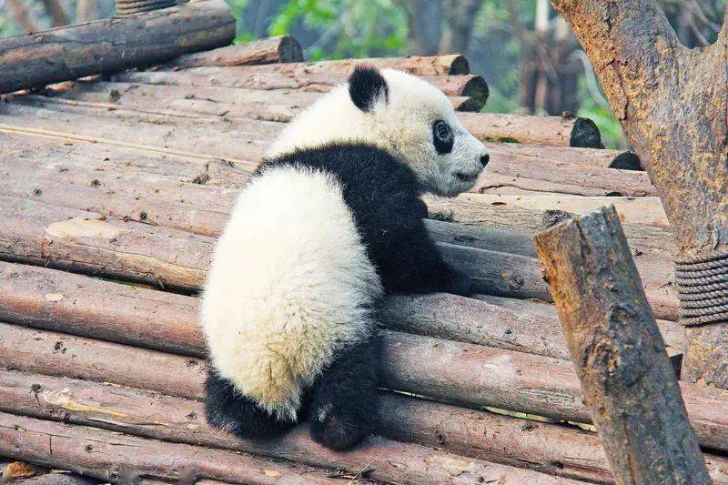 漳州動物園秋日煥新顏，11月8日的獨特記憶