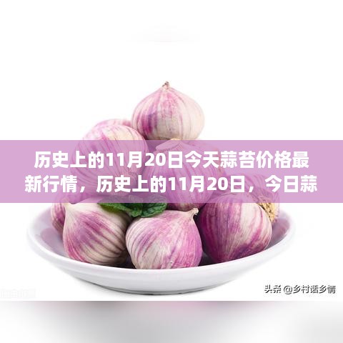 歷史上的11月20日，今日蒜苔價格與自然美景之旅，探尋內(nèi)心寧靜與平和的旅程