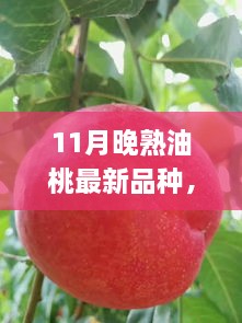 11月晚熟油桃新品種亮相，甘甜獨特品嘗正當(dāng)季