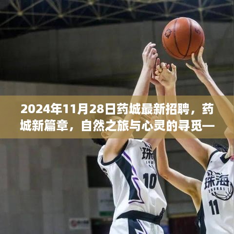 2024年11月28日藥城最新招聘，藥城新篇章，自然之旅與心靈的尋覓——2024年11月28日招聘之旅啟程啦！