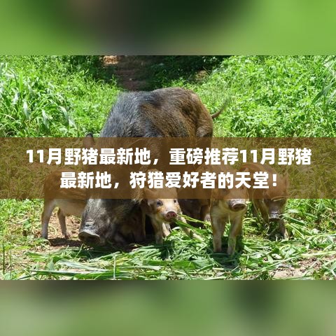 11月野豬最新狩獵地推薦，狩獵愛好者的天堂！