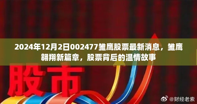 雛鷹翱翔新篇章，揭秘股票背后的溫情故事與最新動態(tài)