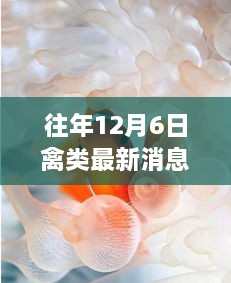 獨(dú)家揭秘，12月6日禽類珍味館最新資訊與探秘之旅