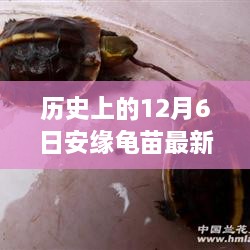 探尋自然美景的心靈之旅，歷史上的安緣龜苗最新報(bào)價(jià)揭曉在12月6日