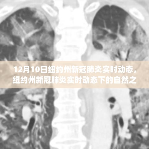 紐約州新冠疫情實時動態(tài)下的自然之旅，尋找心靈寧靜與平和