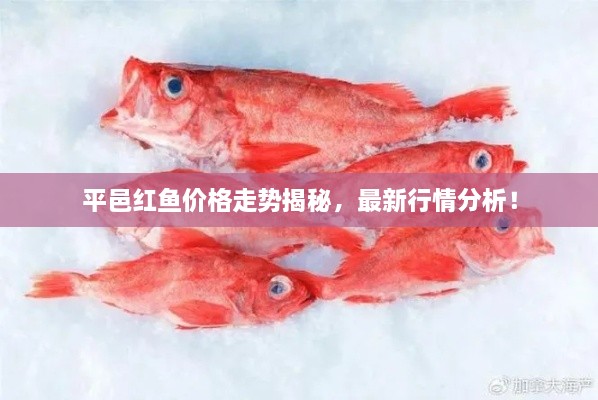 平邑紅魚價(jià)格走勢(shì)揭秘，最新行情分析！