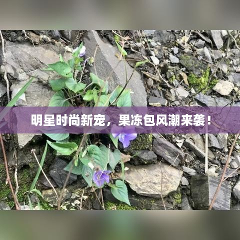 明星時尚新寵，果凍包風潮來襲！