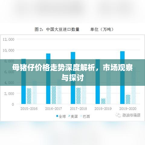 母豬仔價格走勢深度解析，市場觀察與探討