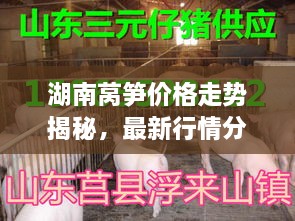 湖南萵筍價格走勢揭秘，最新行情分析與市場動態(tài)