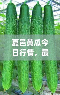 夏邑黃瓜今日行情，最新價格一網(wǎng)打盡